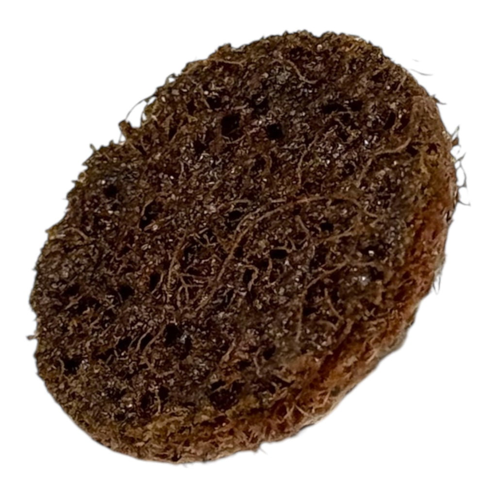 50x 3M Scotch-Brite Roloc 15393 Vliesscheiben 25,4mm A/O Coarse Schleifscheiben
